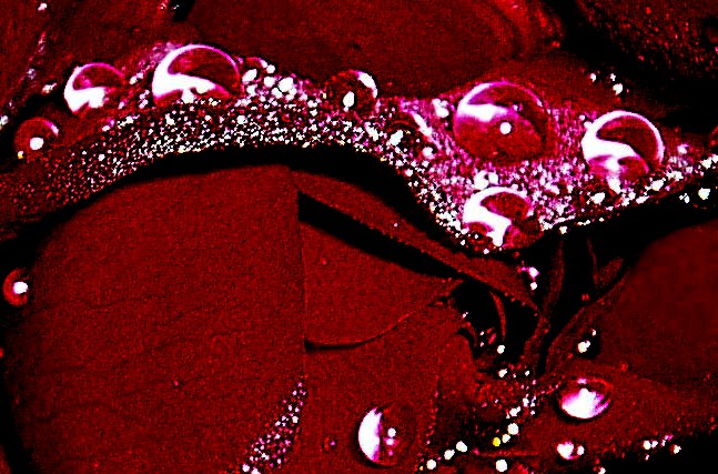 Dew Magic, by Barbara Snapp