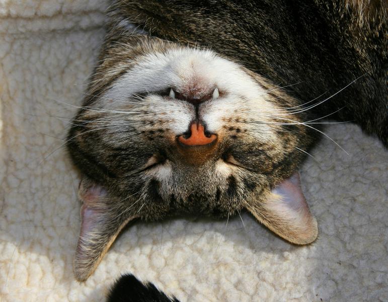 Cat Tooth, by Craig Snapp