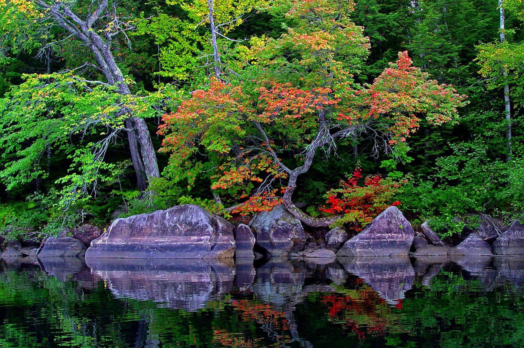 Japanese Scene in the Maine Wilderness, by Craig Snapp