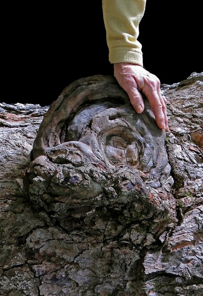 Woodland Friends, by Craig Snapp