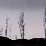 Solstice Dawning, by Judith Long