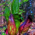Skunk Cabbage Emerging, by Barbara Snapp