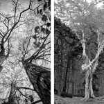 "I’m Hanging In There" and "I’m Hanging In There, Too" by Craig Snapp; digital photographs
