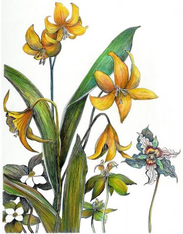 Adder's Tongue, Painted Trillium and Bunchberry, by Barbara Bean