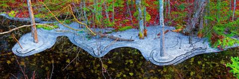 Ditch Ice With Leaves, by Craig Snapp